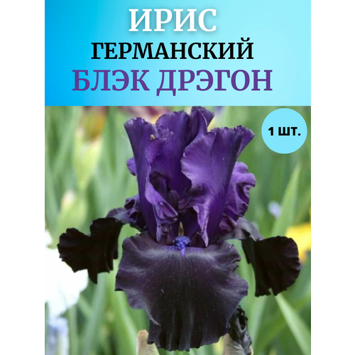 ������ ������ ���� �������� ���� ������, ����������� ����� ����