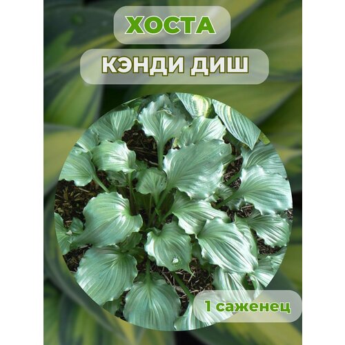 ������ ������ ����� �������, ����� ��������� 1 ����� ����