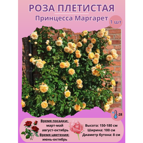 ������ ������ ���� ��������� ��������� ��������, ����������� ����� ����