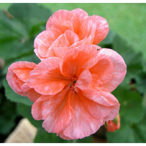 ������ ������ ������ ���������� ��������� ���� ������ 4 �� (1 �������� (O)) ����