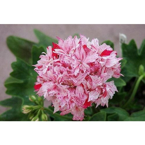 ������ ������ ������ ���������� ��������� ���������� ������ ������ 4 �� (1 �������� (O)) ����