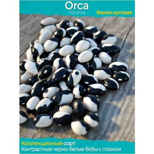 ������ ������ ������ Orca - ������������� ���� ����