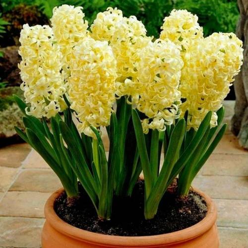 ������ ������ ������� GIPSY PRINCESS (2 ��������) ����