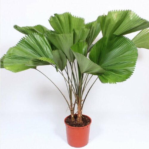 ������ ������ ������ ������ �������, Licuala 5 ��. ����