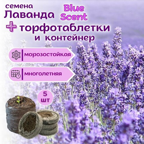 ������ ������ ������� ����������, �����, �������������, ������ + �������� �������� Jiffy � �������, 5 �� ����