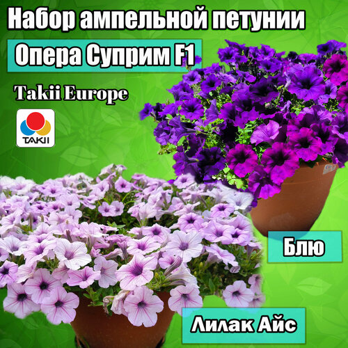 ������ ������ ����� ����� ������� ��������� ����� ������ F1 ����� ��� � ���. �������� ��������. ����