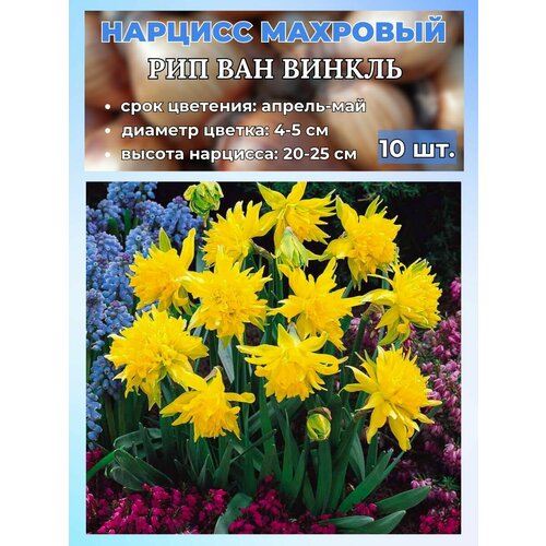 ������ ������ ������� ��������, �������� 10 ���� ����