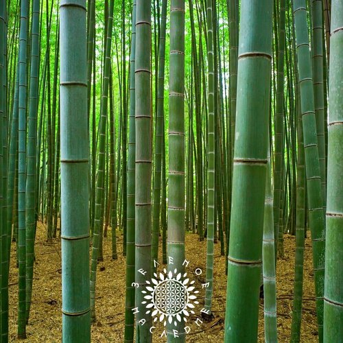     (. Phyllostachys edulis Moso) 40  Green Legacy   -     , -,   