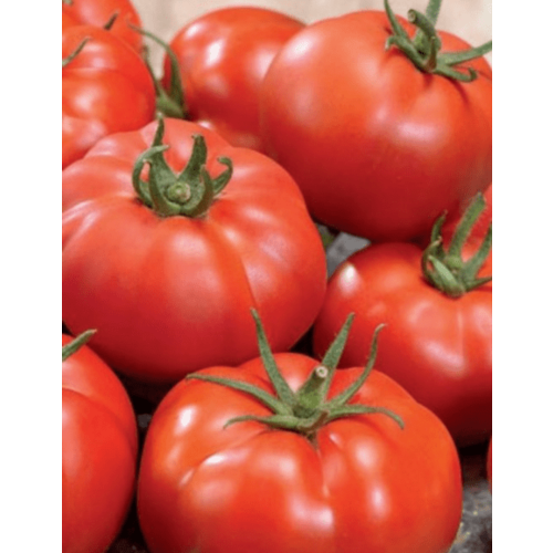 ������ ������ ������ ����� ����������� F1 0,1� ��� (��������� ������) ����