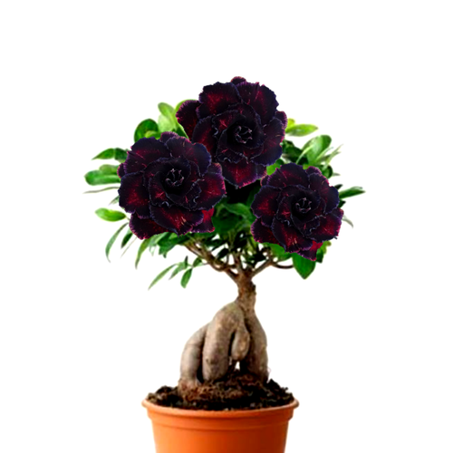 ������ ������ ������������ ������ ������� ׸���� ������ 3��. ����