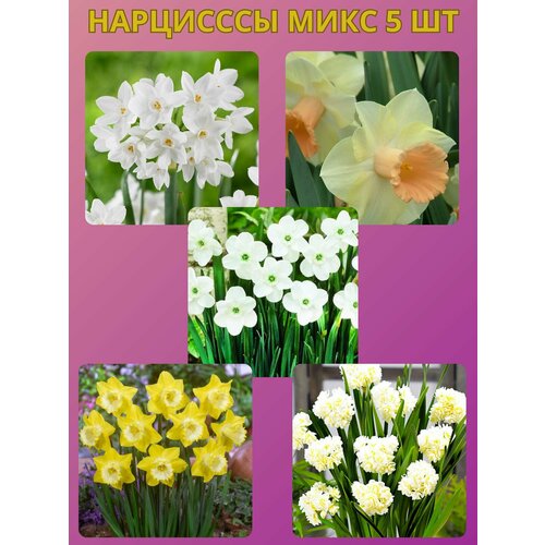 ������ ������ �������� ����������� �����, �������� 5 �� ����3 ����