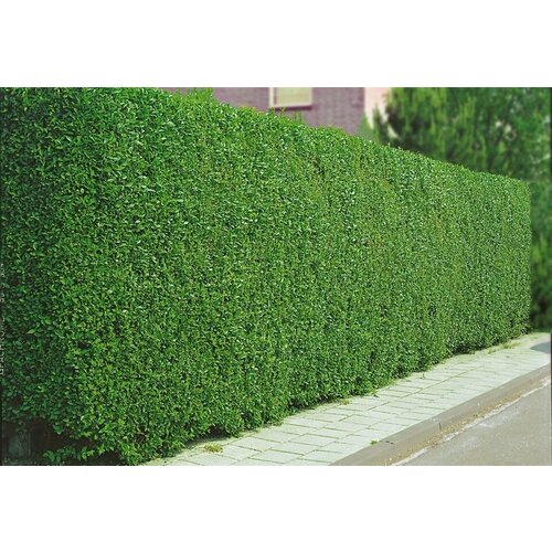 ������ ������ �������� ���������� ����