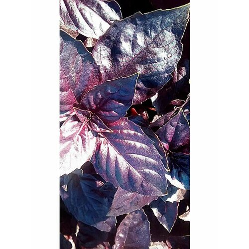 ������ ������ ������� 