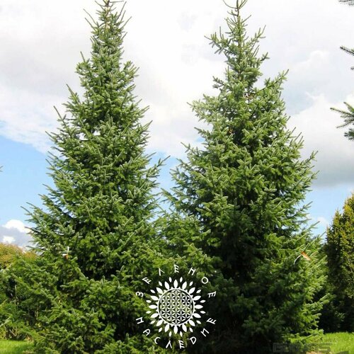 ������ ������ ������ ��� �������� (���. Picea omorika) 15�� �� Green Legacy ����