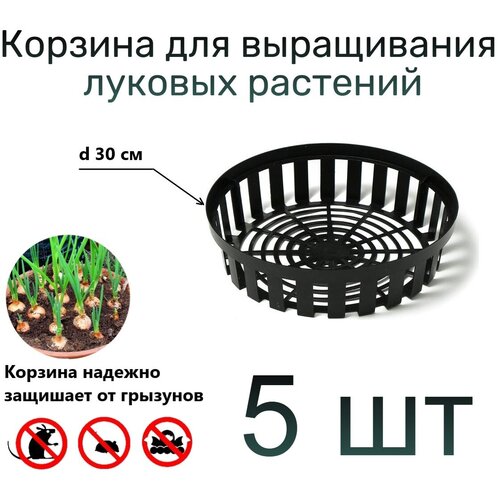 ������ ������ ���� ��� ������� � �������� ���������� �������� ����