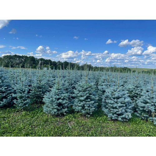 ������ ������ ������� ��� ��� ������� (Blue Diamond) 50 ����� ����