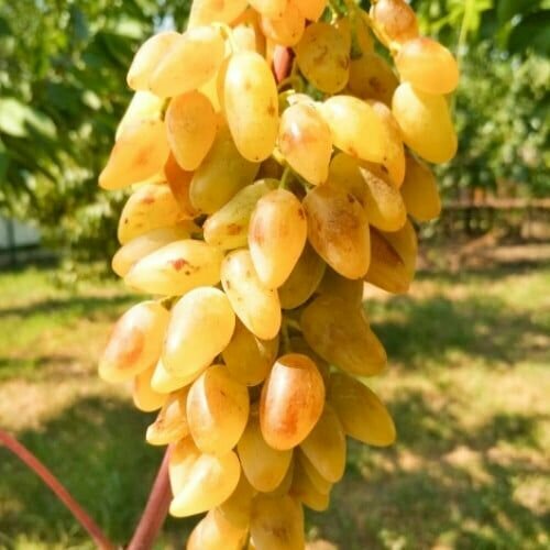 ������ ������ �������� ���� �������� (2 ��) ����