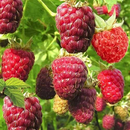 ������ ������ ��������� ������ �������� ����