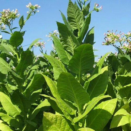 ������ ������ ����� ����������� ��������� 92 0.01 ������ ����� ������� ������ ����