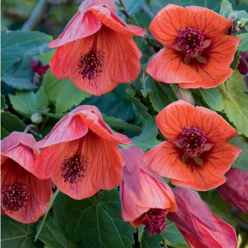 ������ ������ ������ �������� ����� ����� ��� 7 ��. (1 ��������) ����