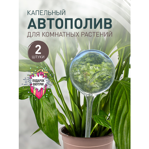 ������ ������ ��������� ����� 2 ����� iulkapu ����