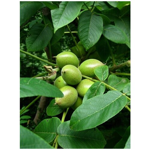 ������ ������ ������ ���� �������� ������������� (Juglans ailanthifolia sieboldiana), 5 ���� ����