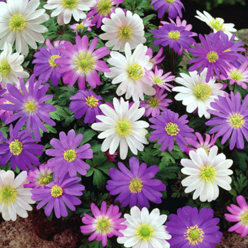 ������ ������ �������� ������ , ������ , �������� ������� BLANDA MIX ( 10 �� ) ����