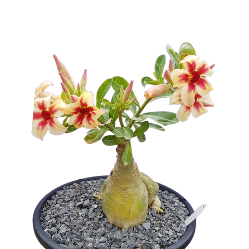 ������ ������ ������������ ������ ������� Morning Star ����