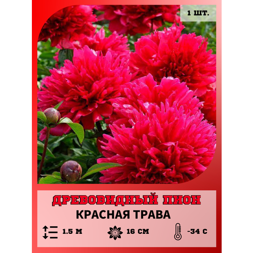 ������ ������ ���� ����������� ������� �����, ������� 1 ����� ����