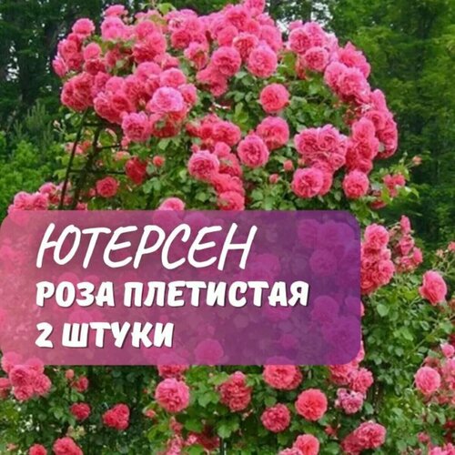 ������ ������ ���� ��������� �������� ������� ( Rosarium Uetersen) / 2 ��, ��������� ���� ����