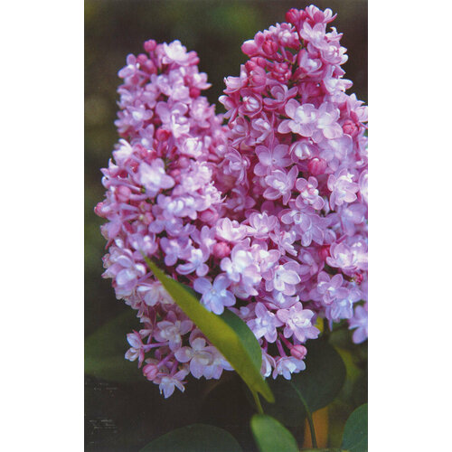 ������ ������ ������� ������ ������������ ����� ���� ( 3 ���� , �5 , 120-140 �� (�����) ) ����