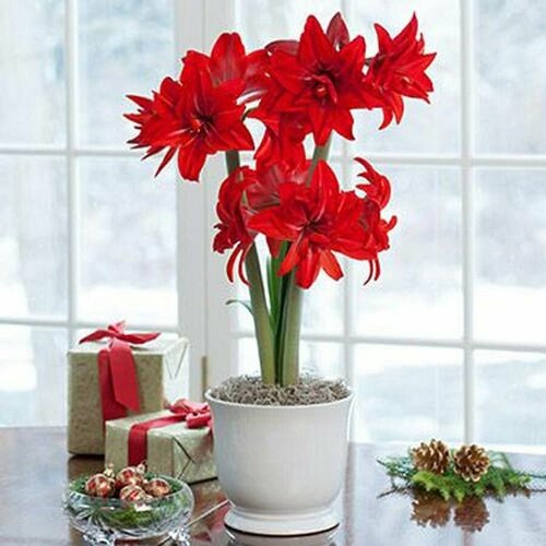    , Hippeastrum Double Delicious,  ,    -     , -,   