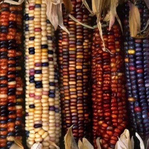 ������ ������ ������ Deodar SEEDS COMPANY �������� ������� ������� 10 ��. ����