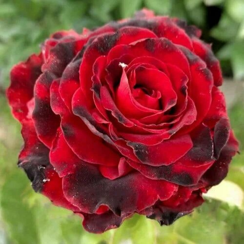 ������ ������ ���� �����-��������� ����� ��� (Lovely Red) / 1 ��, ������������������ ����