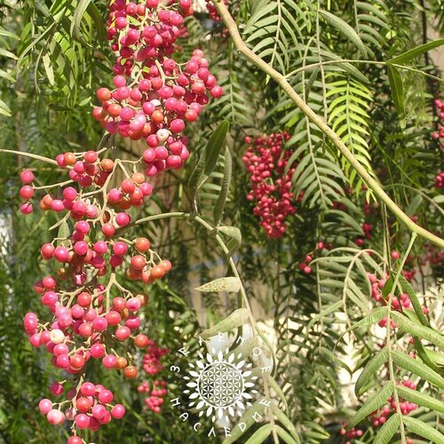 ������ ������ ������ ����� ������ - ���������� ����� (���. Schinus molle) 5 �� ����