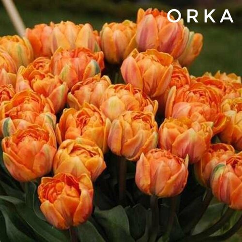 ������ ������ �������� ����������� , �������� ���� Orka ��������� (3 ��) ����