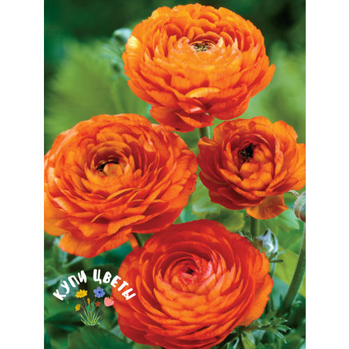 ������ ������ �������� ������, ���� ����� , ���������� ORANGE (10 �������) ����