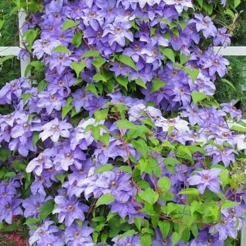 ������ ������ �������� ��� ����� (Clematis Blue Angel) / 1 ��, �������� ���� ����