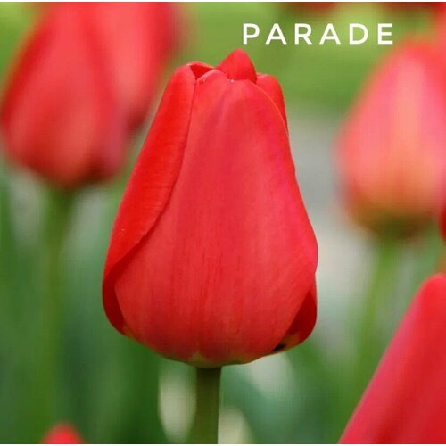 ������ ������ ��������, �������� ���� Parade ������� (3 ��) ����
