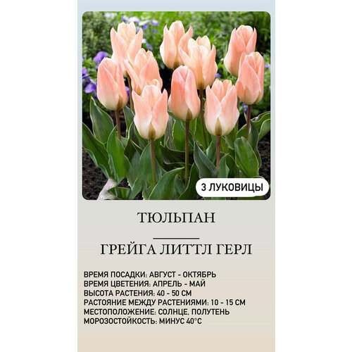 ������ ������ ������� �������� ����������� ������ ����