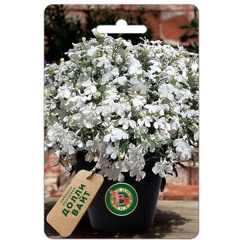 ������ ������ ������ ������� �������� 