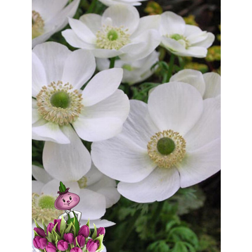 ������ ������ �������� ������, chipollino flowers, ������� THE BRIDE (10 �������) ����