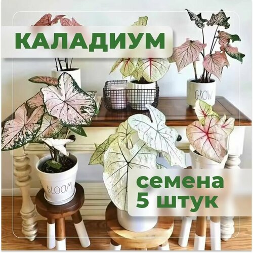 ������ ������ �������� ����������� ��������, ��������� ����� �����, ������ 5 ���� ����