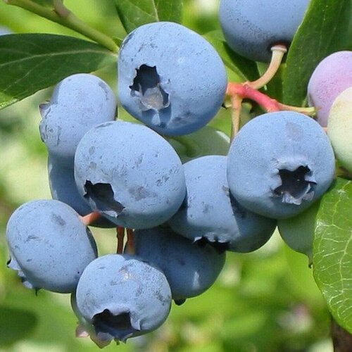 ������ ������ �������� ������� (Bluecrop) / 1 ��, ���������������, ������������� ���� ����