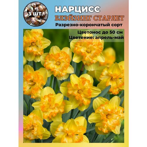 ������ ������ ������� ��������, �������� 3 ����� ����