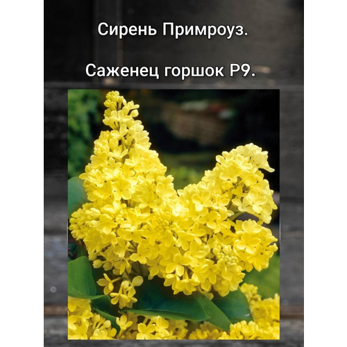 ������ ������ ������ �������� ����