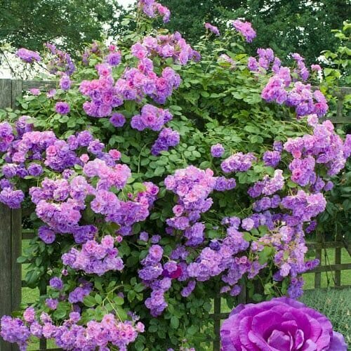 ������ ������ ���� ��������� ����������� ����