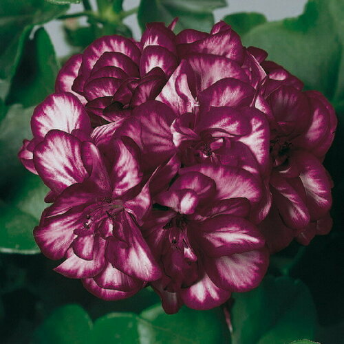 ������ ������ ������ ���������� ������������ ��� ������� ������ 3 �� (1 �������� (O)) ����