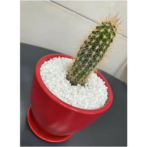 ������ ������ ������� ��� �������� ����������� ����