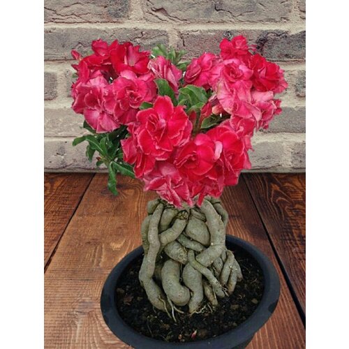 ������ ������ ������� Entrancing, ��������������, ������ ����